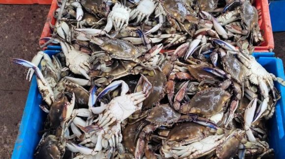 Caen al 50% capturas de jaiba en campos pesqueros de Ahome; alto oleaje pega a la actividad de los hombres del mar