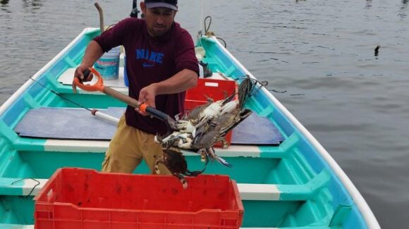 Inicia captura de jaiba en la Bahía Santa María, en Angostura, con resultados alentadores; prevén temporada de regular a buena
