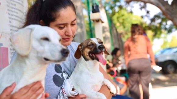 CEBICA suma 9 mil 800 esterilizaciones y 91 adopciones de perros y gatos en Mazatlán