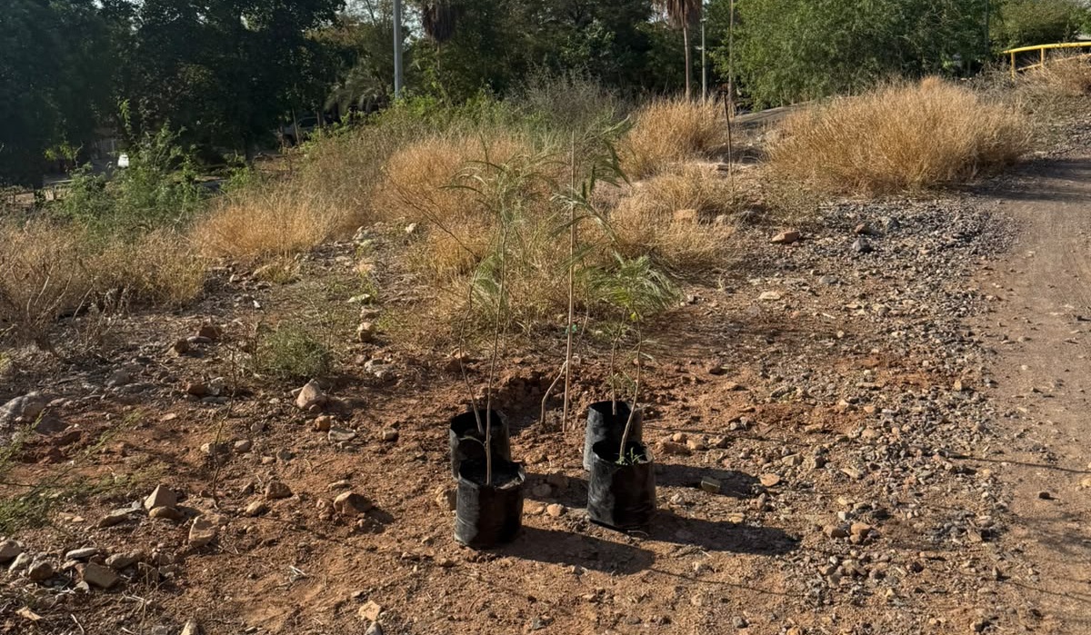 Club Legión MTB de Los Mochis iniciará campaña de reforestación en el Cerro de la Memoria.