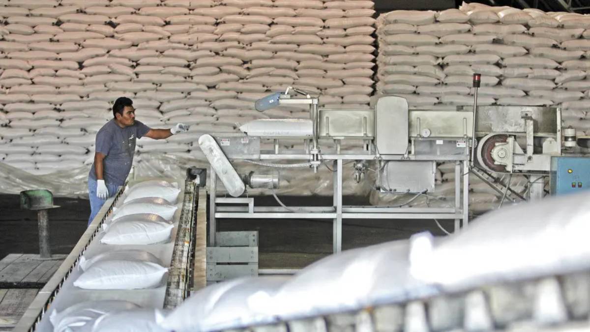 Sheinbaum celebra incremento histórico en exportación de azúcar a Estados Unidos