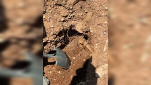 encuentran de nuevo restos de personas en fosa clandestina en cubiri de portelas sinaloa