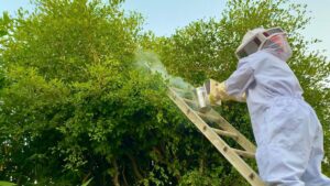 exdirectora de ecologia revive la transformacion del basuron de mazatlan abejas