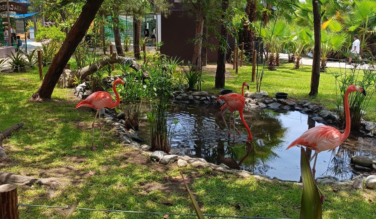 Flamencos en el Gran Acuario Mazatlán