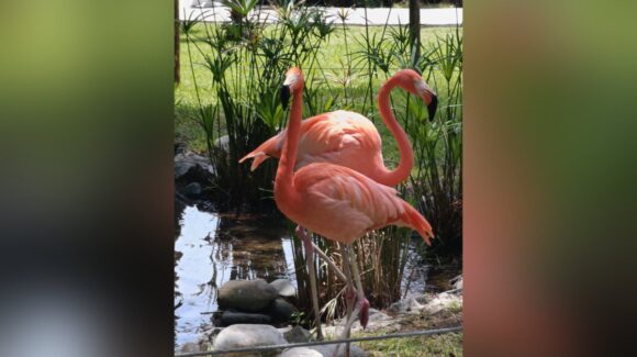 ¡El rosa vuelve a conquistar Mazatlán, Sinaloa! Los flamencos regresan al Gran Acuario y cautivan a visitantes