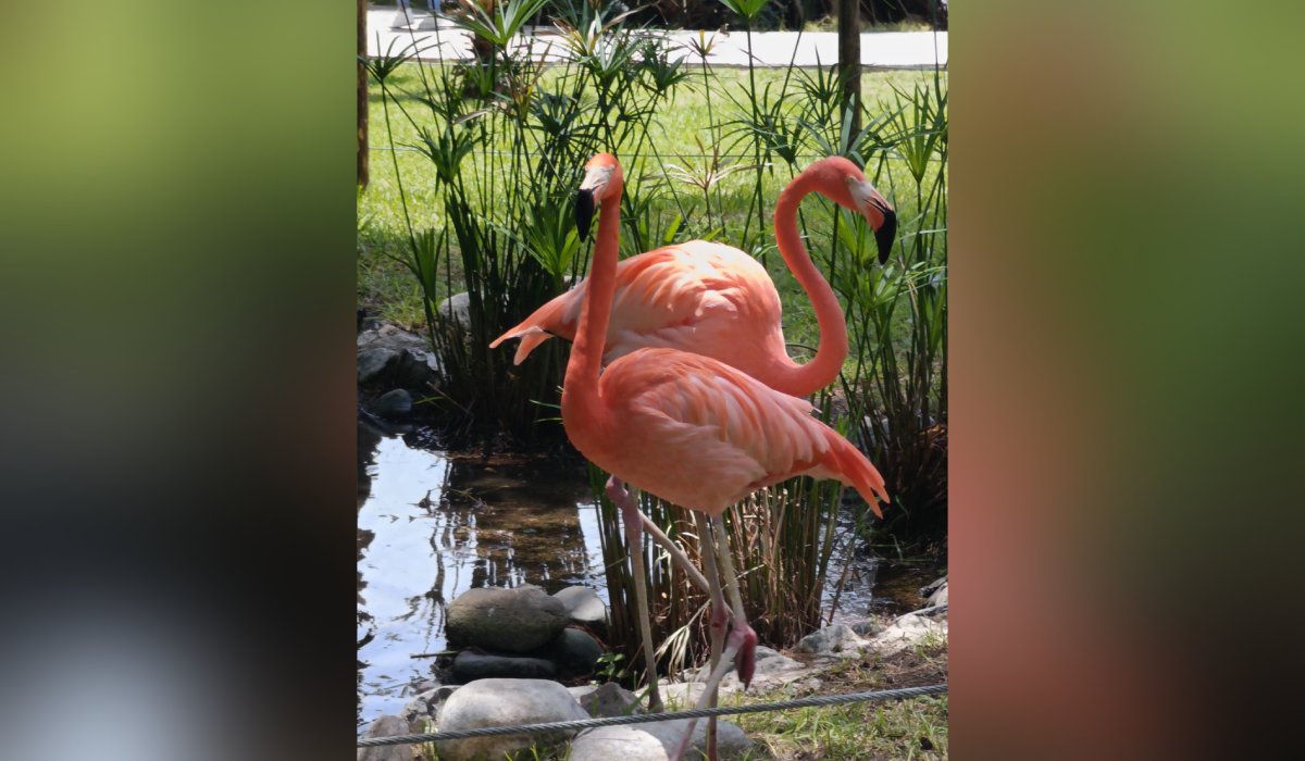 Flamencos en el Gran Acuario Mazatlán