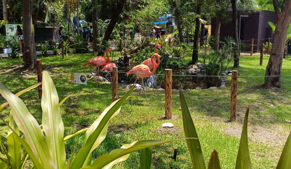 Flamencos en el Gran Acuario Mazatlán