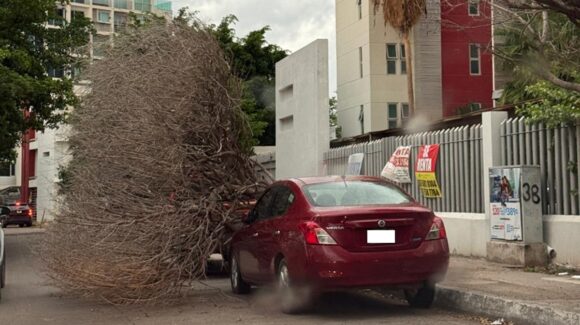 Tras fuertes vientos registrados este miércoles, un árbol cae sobre el cofre de un auto en el sector Tres Ríos de Culiacán, Sinaloa