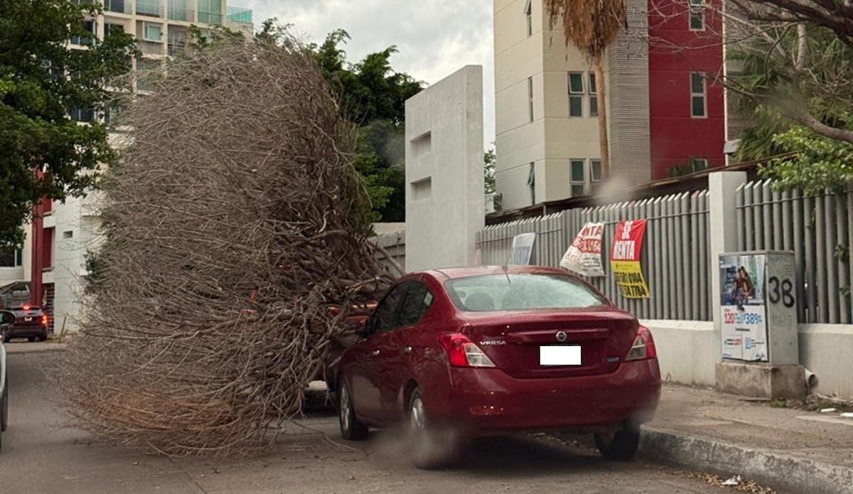 Fuertes vientos derriban árbol en sector Tres Ríos, en Culiacán