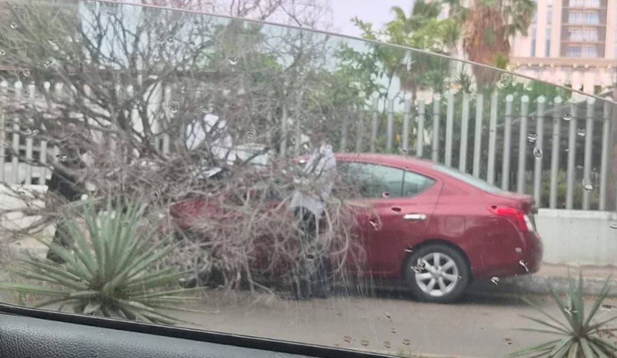 Fuertes vientos derriban árbol en sector Tres Ríos, en Culiacán