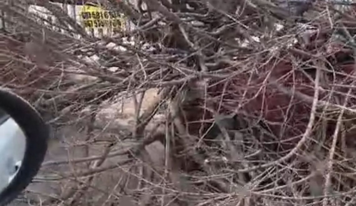 Fuertes vientos derriban árbol en sector Tres Ríos, en Culiacán