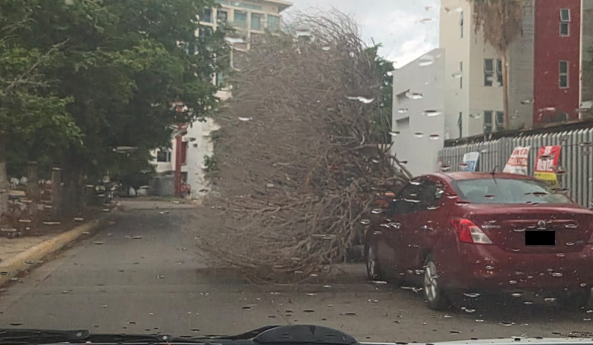 Fuertes vientos derriban árbol en sector Tres Ríos, en Culiacán