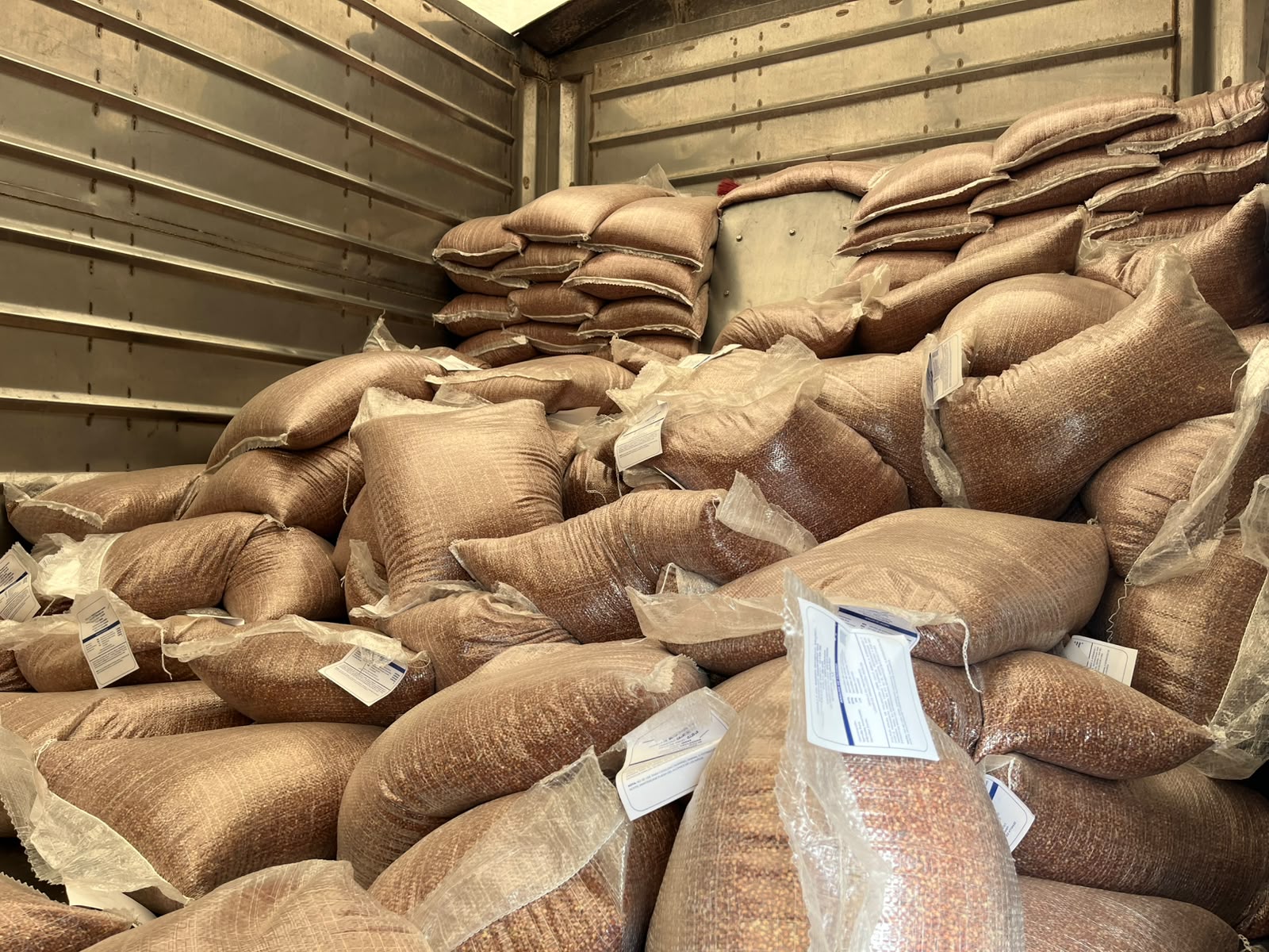 Entregan 168 costales de semilla de sorgo a 32 ganaderos de Guasave