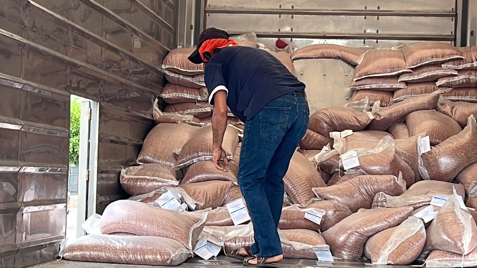 Entregan 168 costales de semilla de sorgo a 32 ganaderos de Guasave