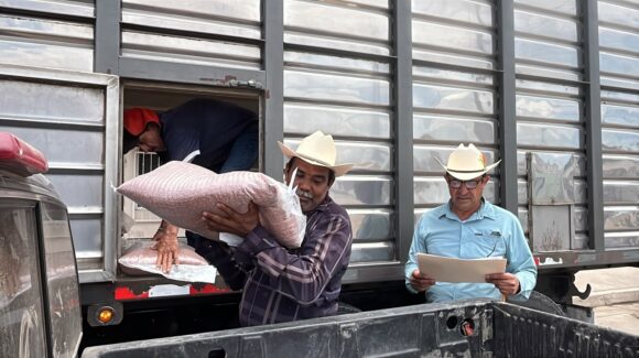 Entregan 168 costales de semilla de sorgo a 32 ganaderos de Guasave, Sinaloa, para fortalecer la producción de forraje