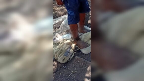 ¡Lo tenían encadenado a un árbol! Gobierno de Ahome apoya a joven con enfermedad mental de El Carrizo