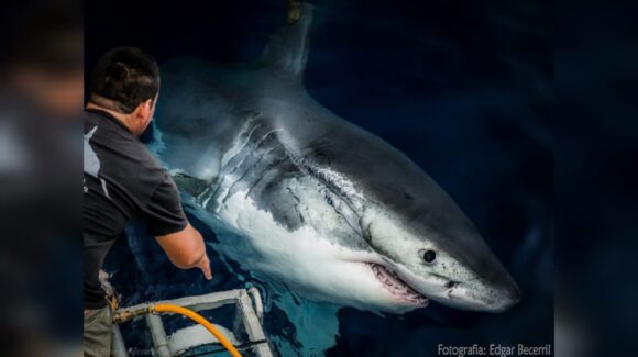 ¡Los tiburones tomarán Mazatlán, Sinaloa! Gran Acuario reunirá a científicos de talla internacional en la Semana del Tiburón 2026