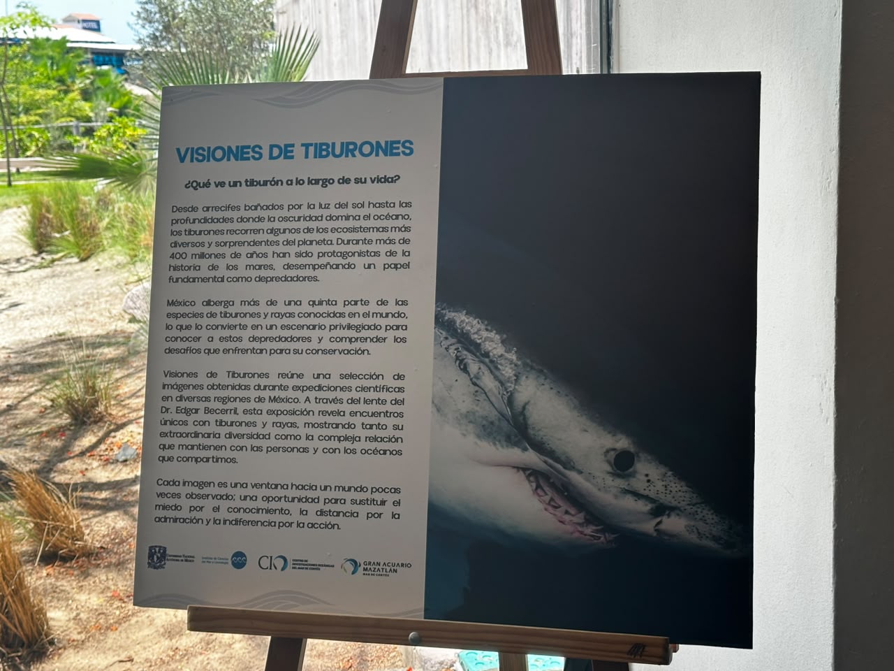Inauguran la exposición Visiones de Tiburones en el Gran Acuario Mazatlán