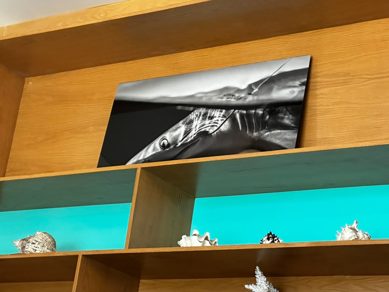 Inauguran la exposición Visiones de Tiburones en el Gran Acuario Mazatlán