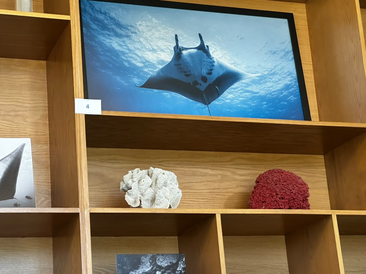 Inauguran la exposición Visiones de Tiburones en el Gran Acuario Mazatlán