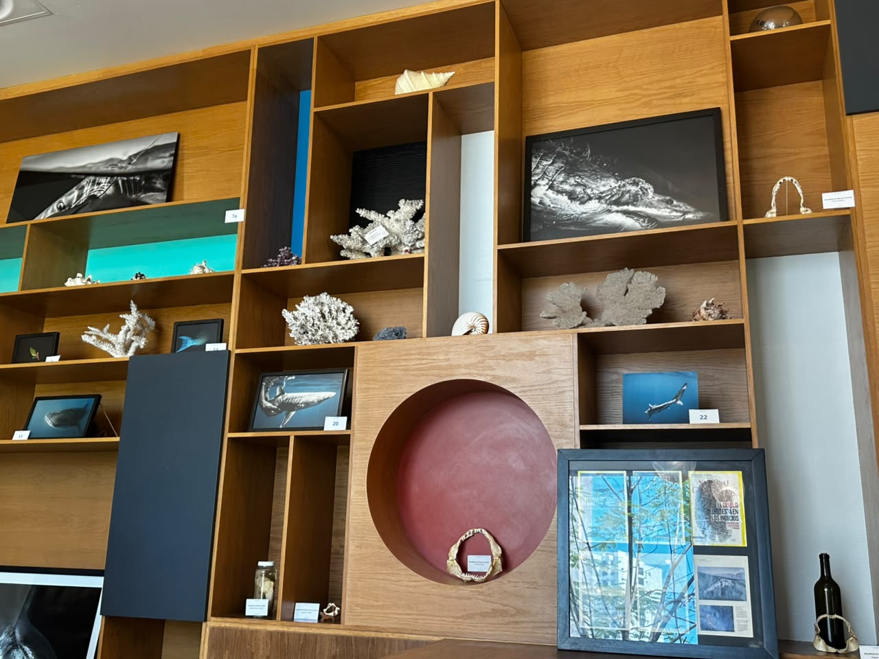 Inauguran la exposición Visiones de Tiburones en el Gran Acuario Mazatlán