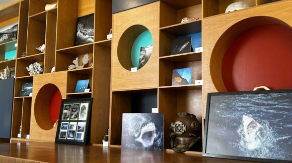 ¡Tiburones como nunca los habías visto! Gran Acuario de Mazatlán inaugura una exposición de talla internacional