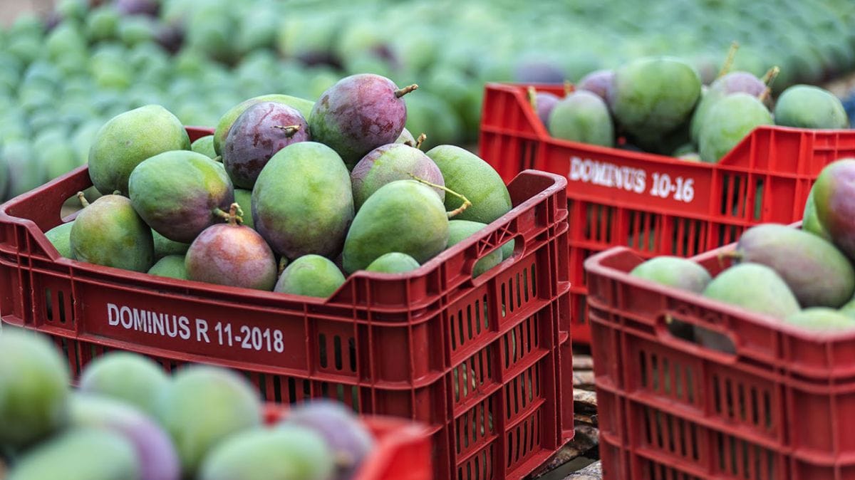 Mango