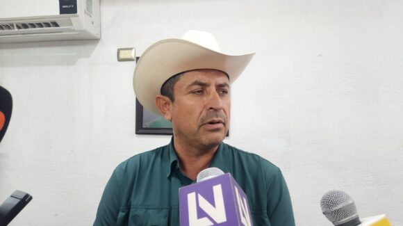 Cae precio del becerro en pie en Guasave; esperan repunte a partir de agosto
