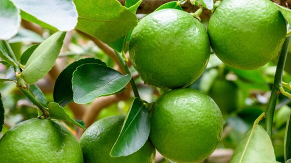 De Veracruz a Rusia… productores envían un primer cargamento de limón persa, gracias a Sembrando Vida