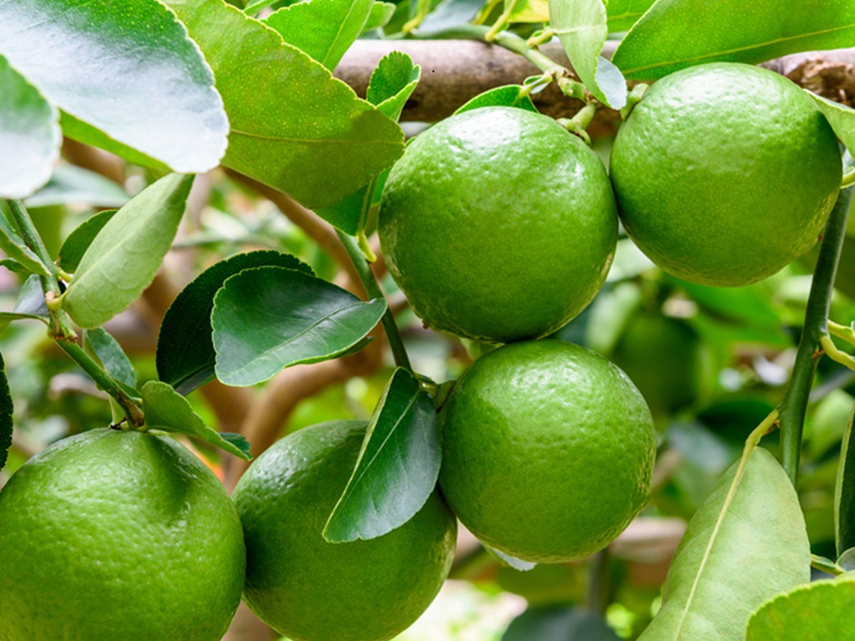 Limón Persa