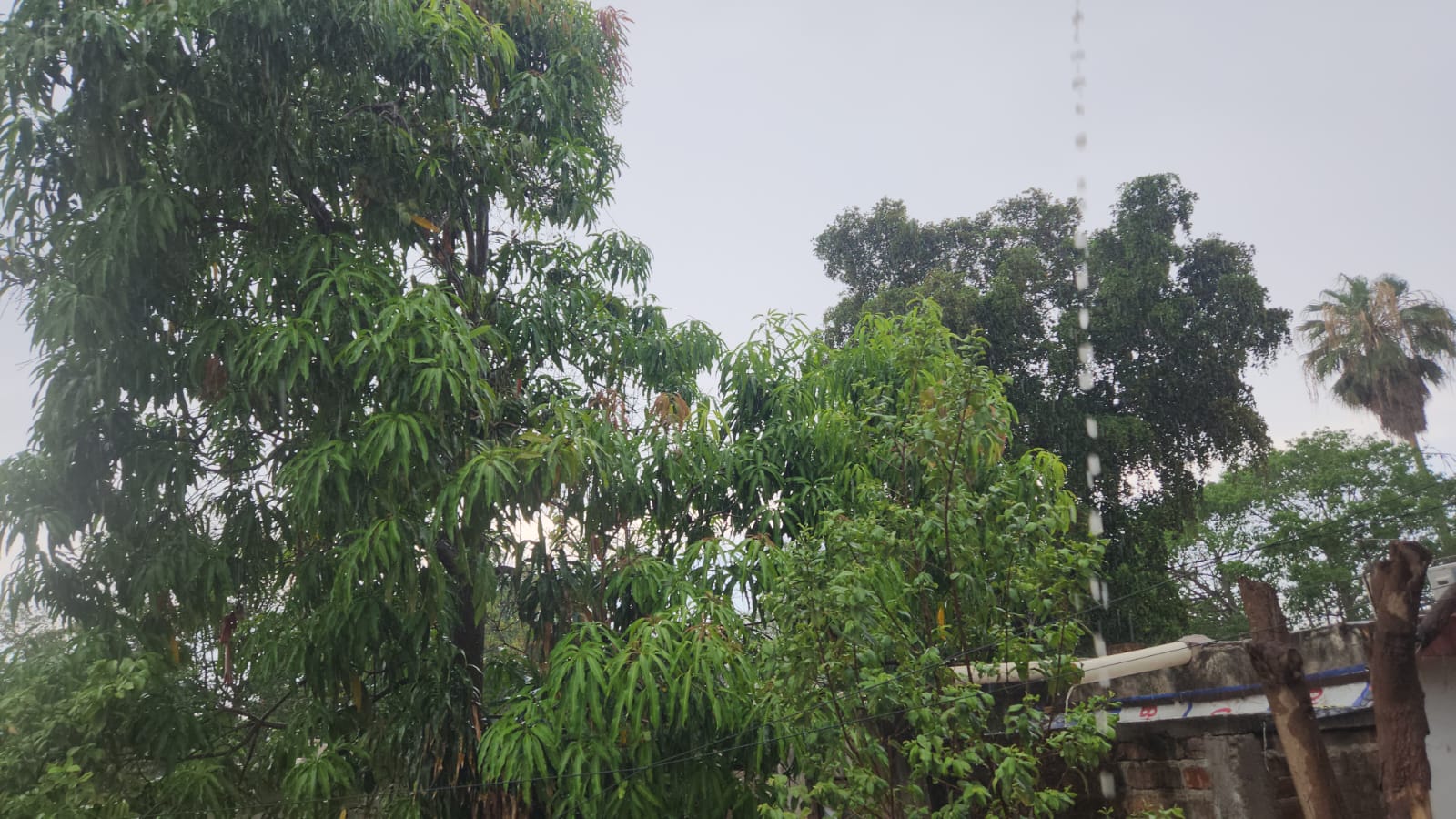 Palos Blancos registra la mayor lluvia en Guasave con 51 milímetros