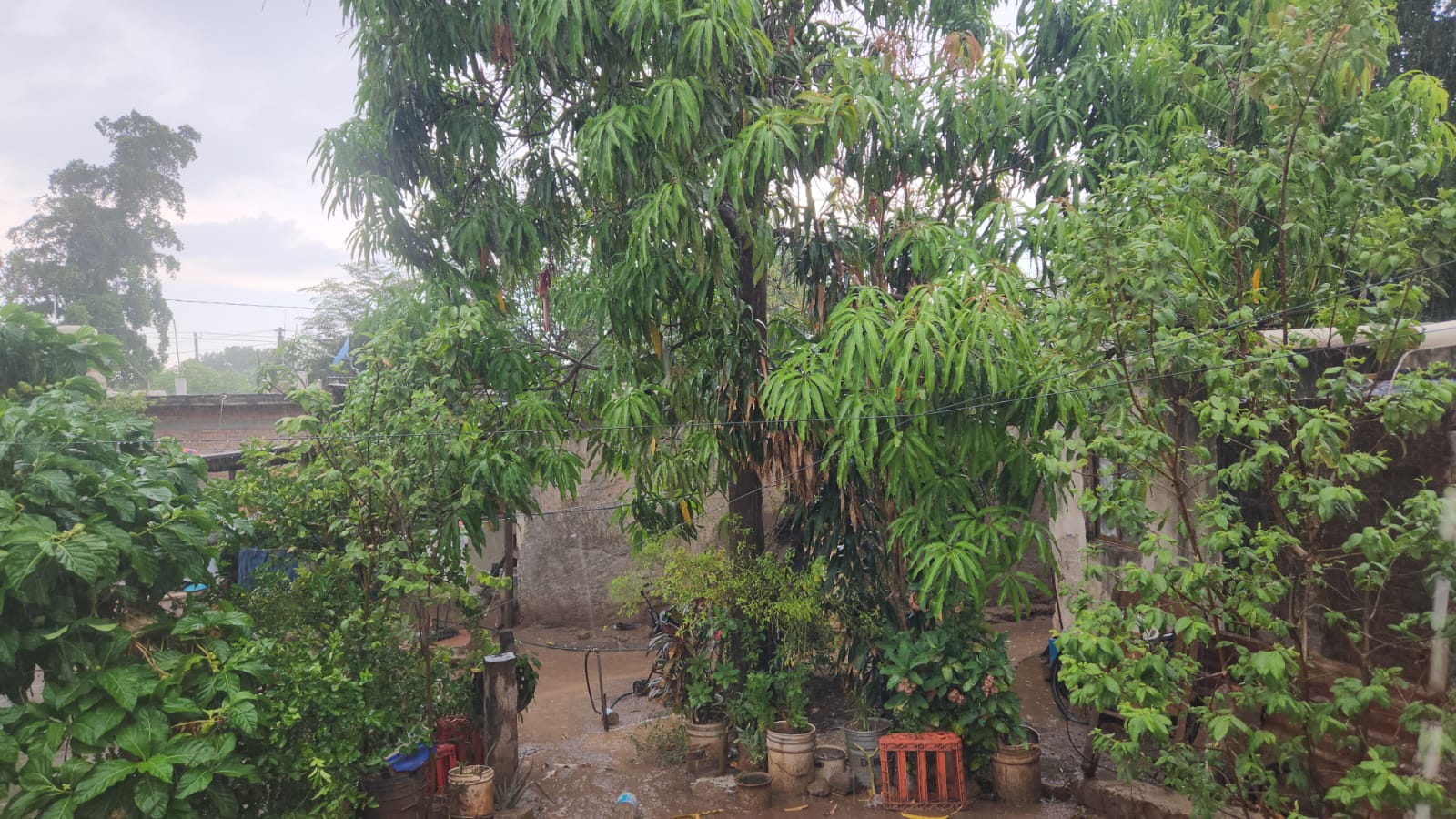 Palos Blancos registra la mayor lluvia en Guasave con 51 milímetros