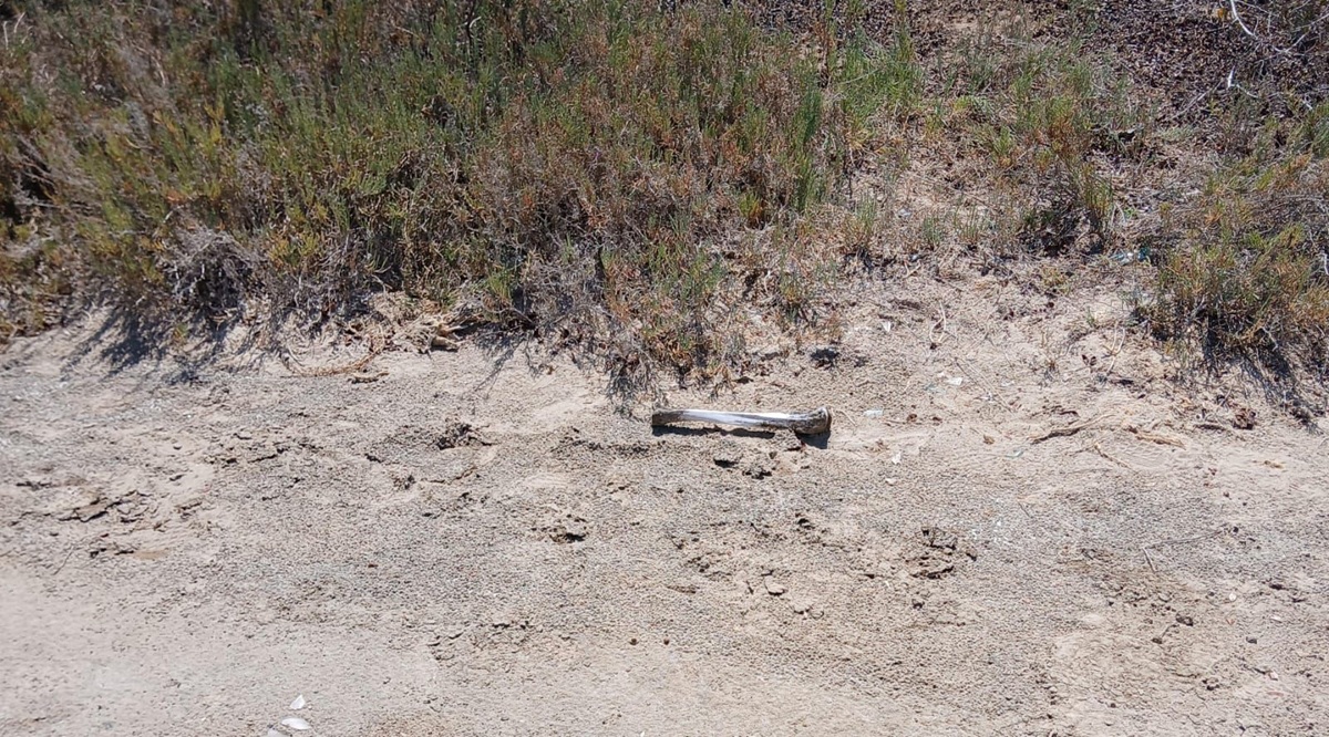 Localizan fémur humano en El Roble, Altata, Navolato