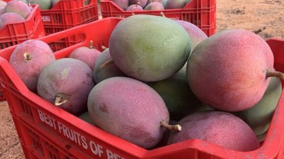 Se desploma el precio del mango en Escuinapa, Sinaloa, a unas semanas de concluir la temporada; productores sufren severamente