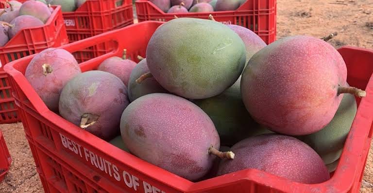 Mango