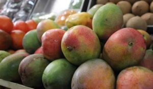 Productores de mango en el sur de Sinaloa gestionan seguro catastrófico ante pobre temporada