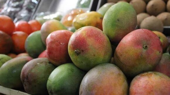 Productores de mango en el sur de Sinaloa gestionan seguro catastrófico ante pobre temporada