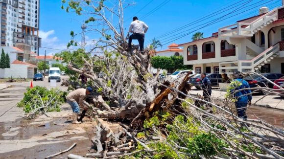 Mantienen limpieza de rejillas y retiro de árboles caídos en Mazatlán ante pronóstico de más lluvias