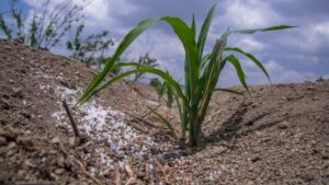 mexico fortalece la industria de fertilizantes en topolobampo plantas