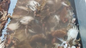 obtienen oxigeno puro campos pesqueros de sinaloa jaiba