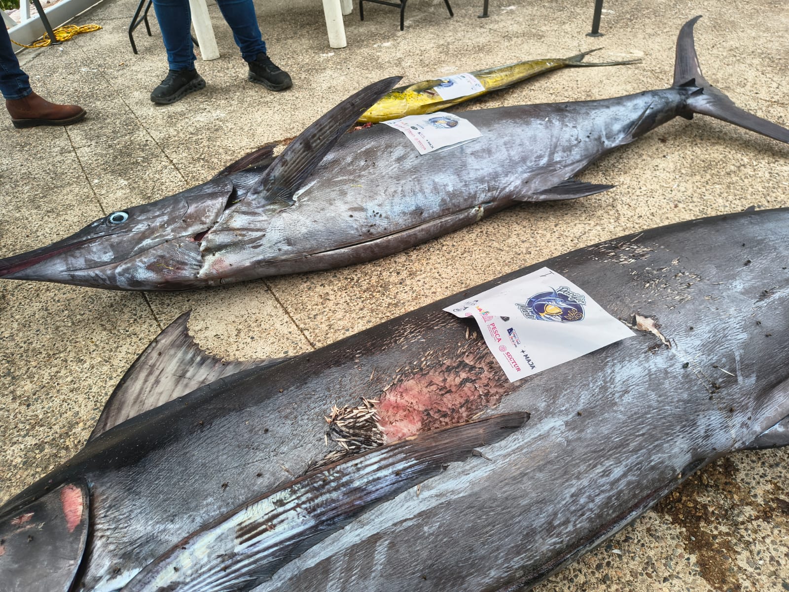 Pacific Marlin Cup 2026 en Mazatlán