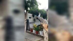 pc atiende 10 emergencias por fuertes vientos en culiacan