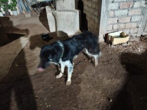 Perro agredido con arma de fuego en El Carrizo, Ahome, Sin.