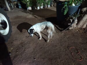 Perro agredido con arma de fuego en El Carrizo, Ahome, Sin.