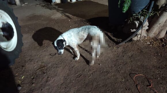 Exigen asociaciones defensoras de animales, sanciones más severas por maltrato animal  en el caso de El Carrizo y llaman a aplicar la ley sin excepciones