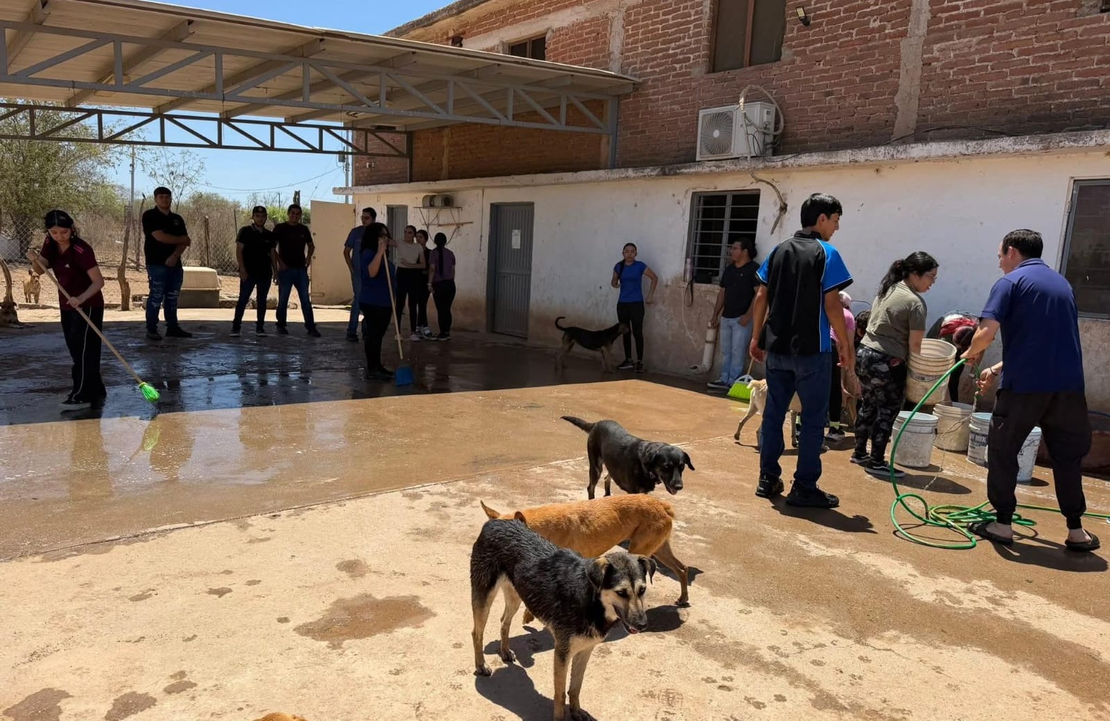 Perros en adopción