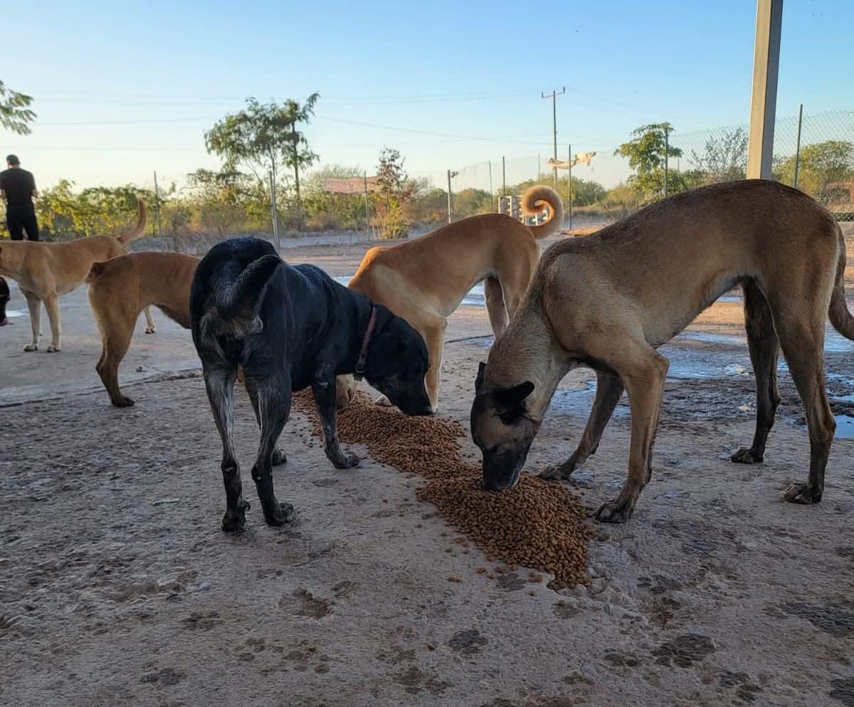 Perros en adopción