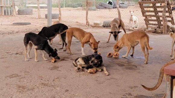 Bajas adopciones mantienen saturado el albergue de Mayla en Guamúchil; alberga a más de 80 perros y gatos