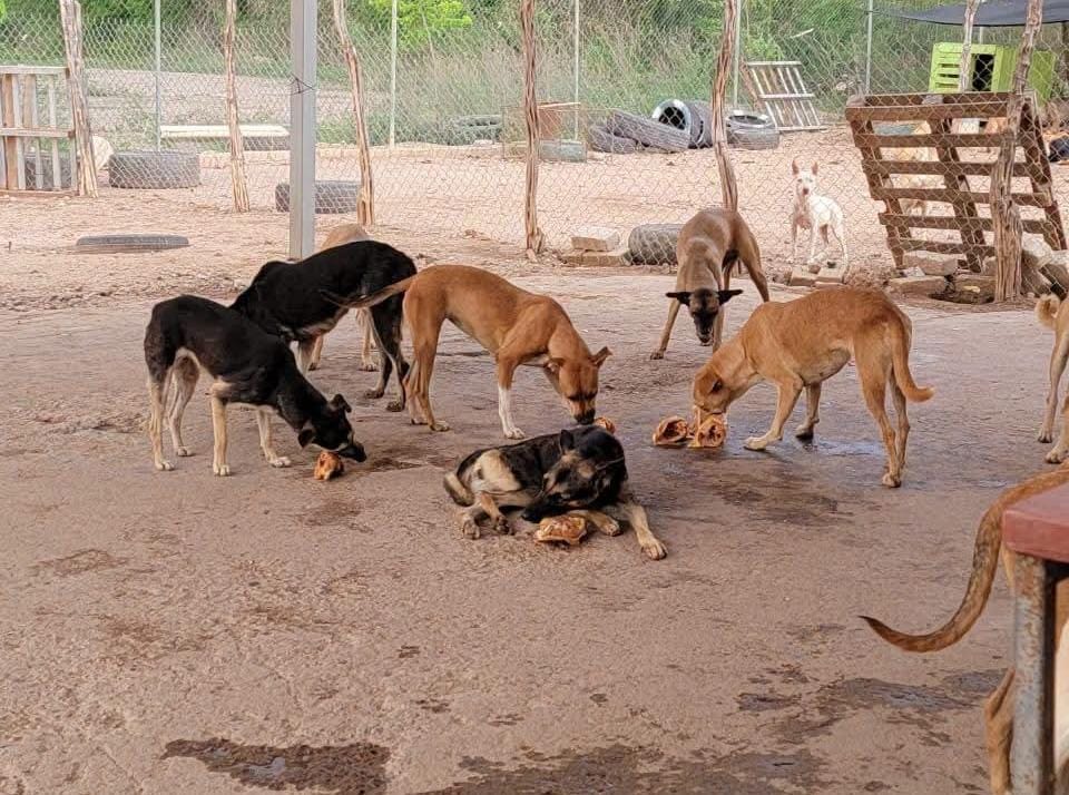 Perros en adopción