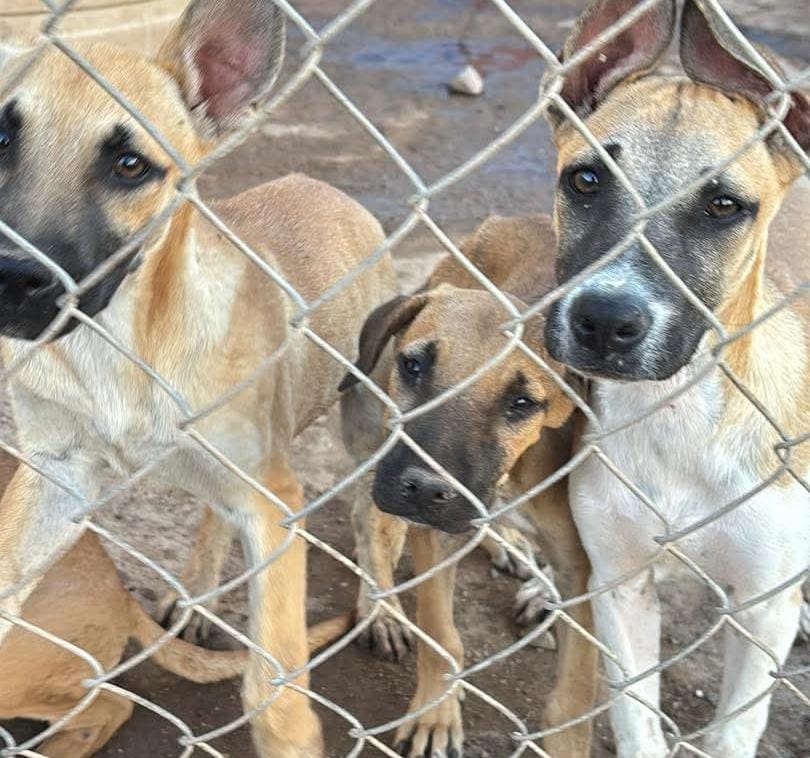 Perros en adopción